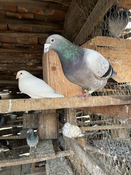 Vand porumbei voiajori