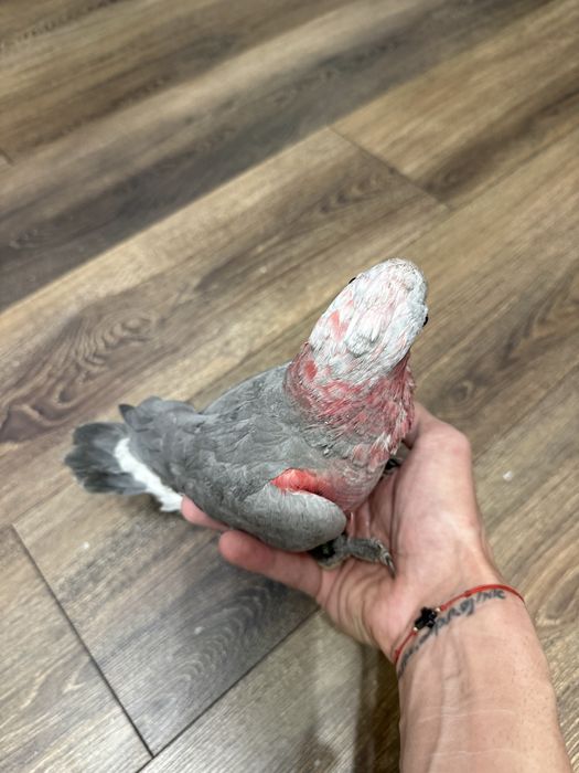 Ръчно хранено Розово Какаду