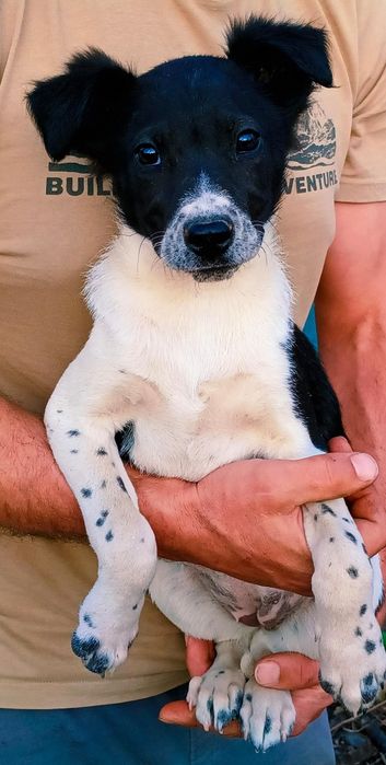 Отдам в хорошие руки щенков, девочки, 2 месяца