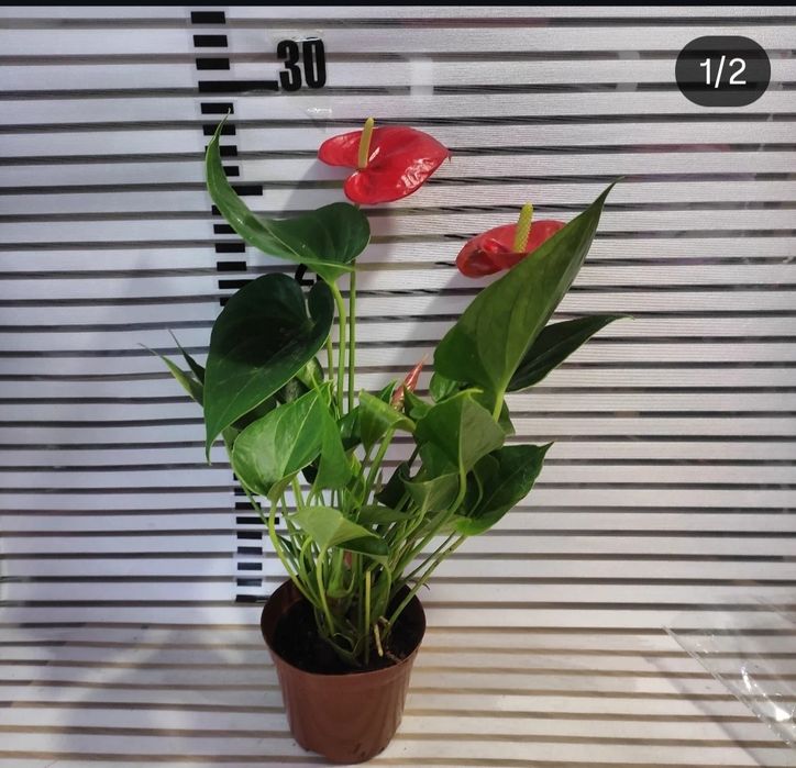 Антуриумы разных размеров