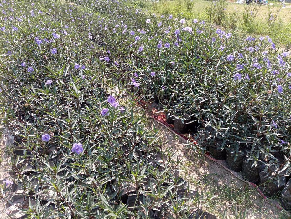 Tabiy gullar sotiladi