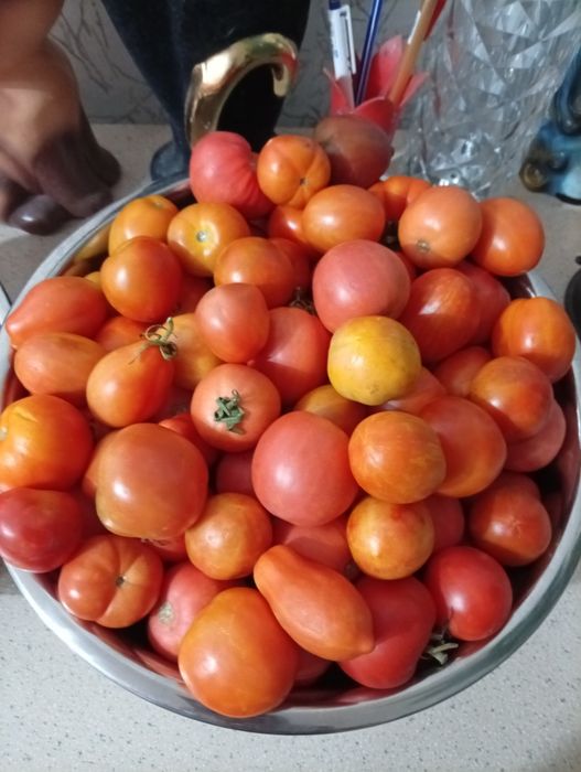 Продам помидоры для засолки