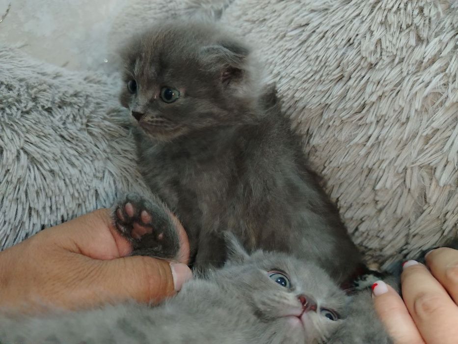 Котята Продаються