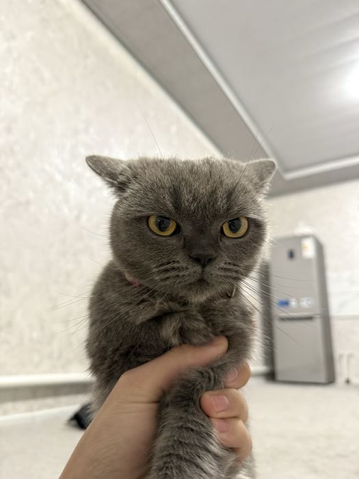 Britan scottish strayt mushuk sotiladi. Qizbola