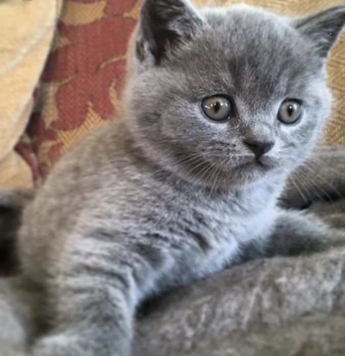 Pui British Shorthair