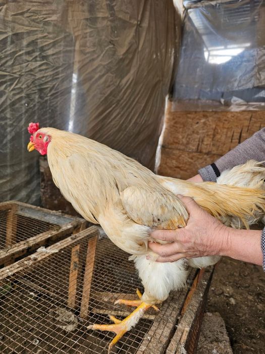 Қораздар сатылады