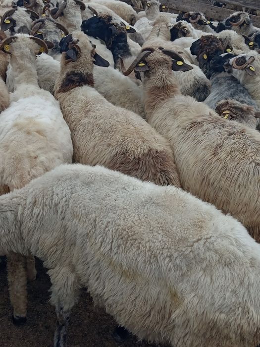 Oii și Berbecuț de vânzare