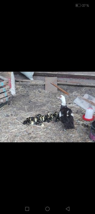 Продам утку с утятам и селезня