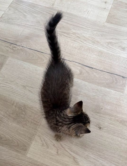 Котенок Девочка в ДОБРЫЕ руки!!!