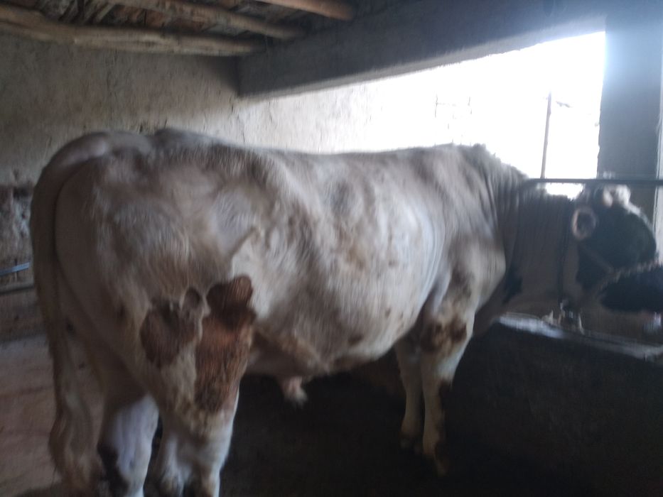 Салом алаекум 2та бука сотилади ёши 3, га бокилган 300кг  веси бор