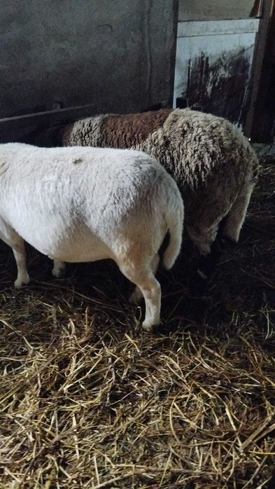 Oi Metis Dorper cu Turcana