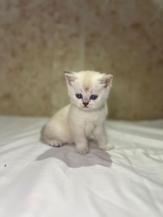 Продается котенок