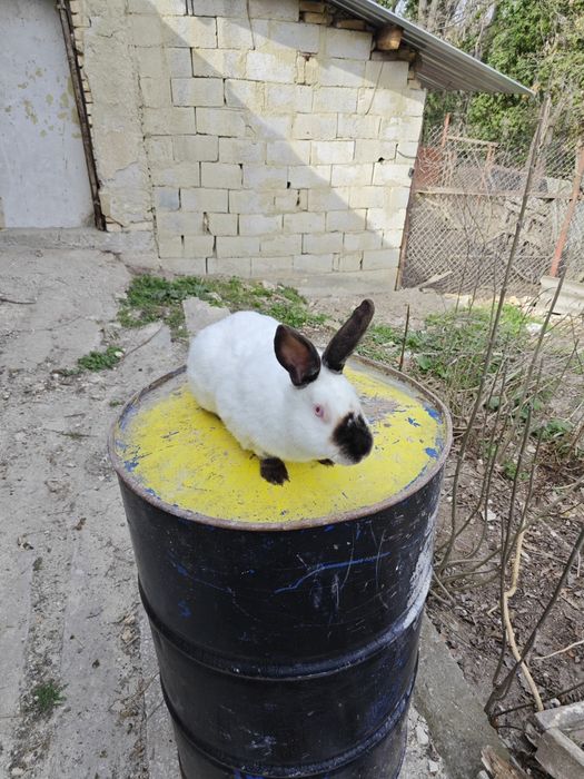 Калифорнийски зайци и други