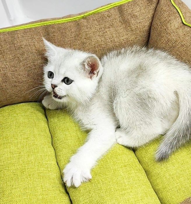 Британские шиншиллы серебро