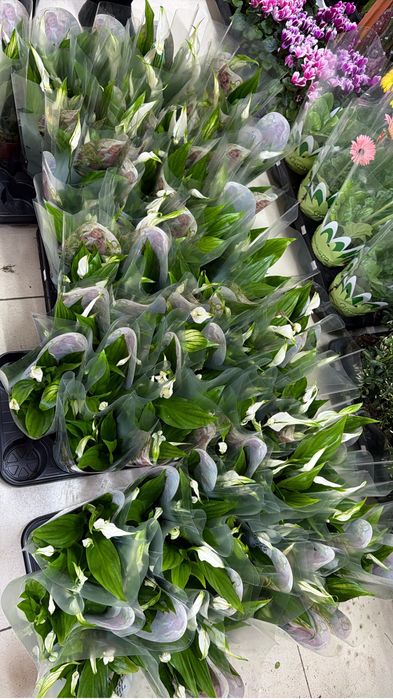 Недорогие цветы к празднику