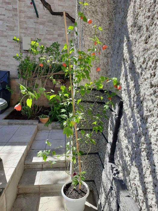 Абутилон-Callianthe picta