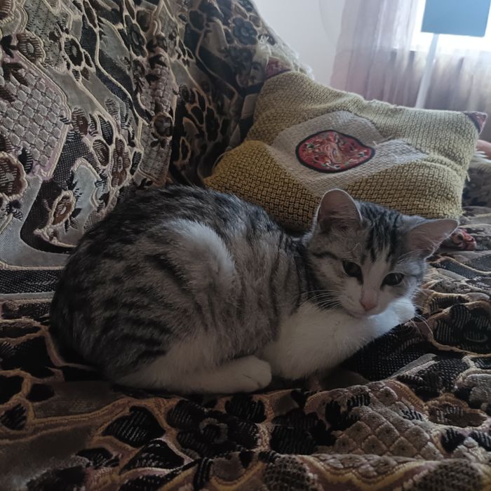 Отдам котенка в добрые руки