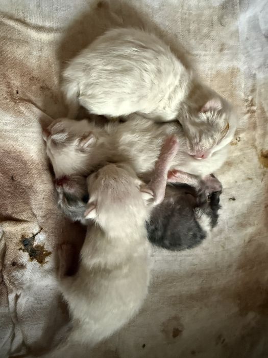 Продаются котята