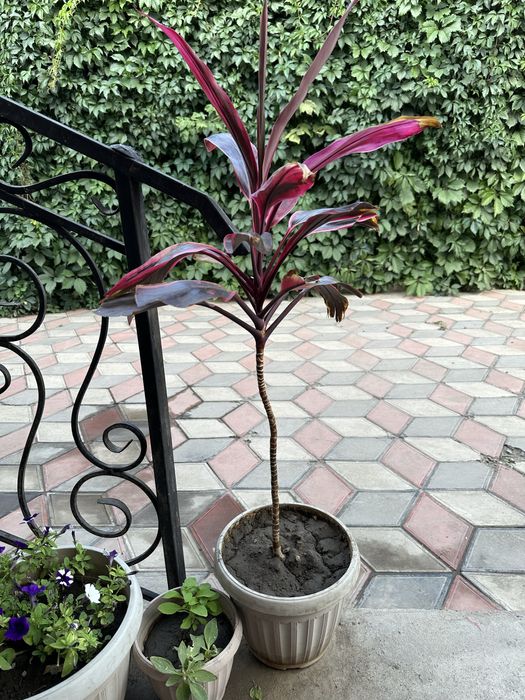 Цветок высокий красивый