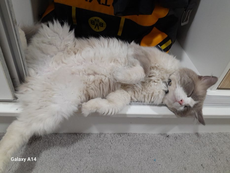 Продаётся Регдолл кот