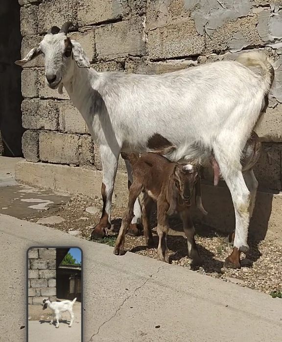 Нубийский  ешкі сатылады