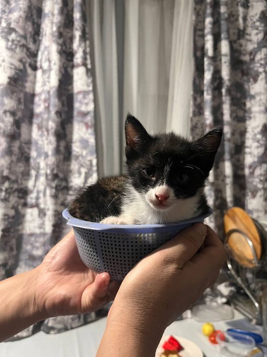 Отдам в добрые руки котенка