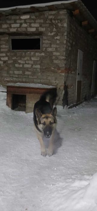 Отдам бесплатно щенят авчарки