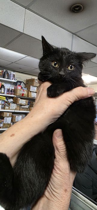 Отдам в добрые руки