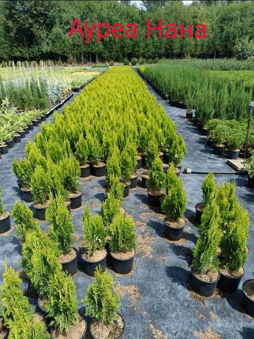 Туя(Смарагд, Фастигията и Ауреа Нана) и кипарис леилянди