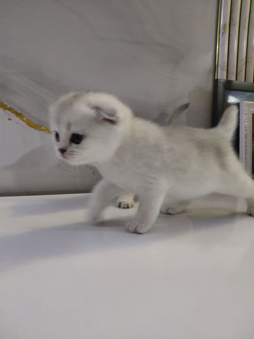 Серебристые шиншиллы