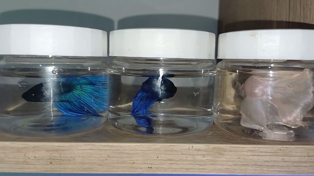 Петушок [BETTA FISH]