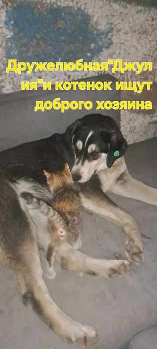 Хороших собак в добрые руки с доставкой помогу стерильны и чипированы