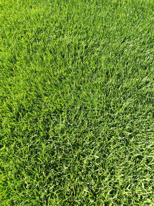 Tayor gazon sotiladi m2 22000somdan