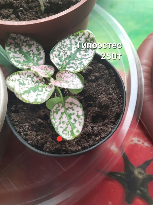 Продам цветы комнатные