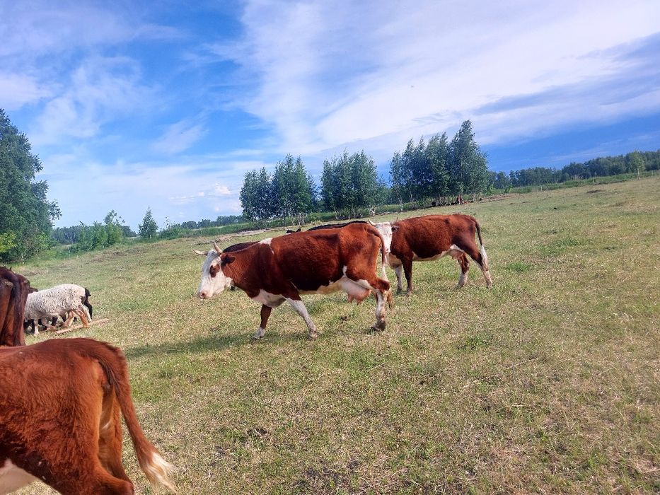 Продам коровы дойные