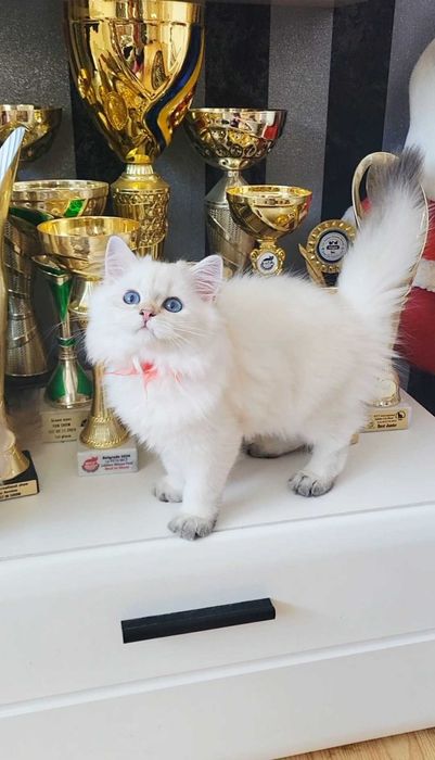 Fetita British Longhair alba cu ochi albastri - linie selecta