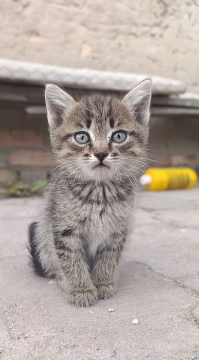 Милые котята в добрые руки
