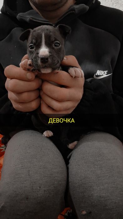Продам щенков породы Американский питбуль