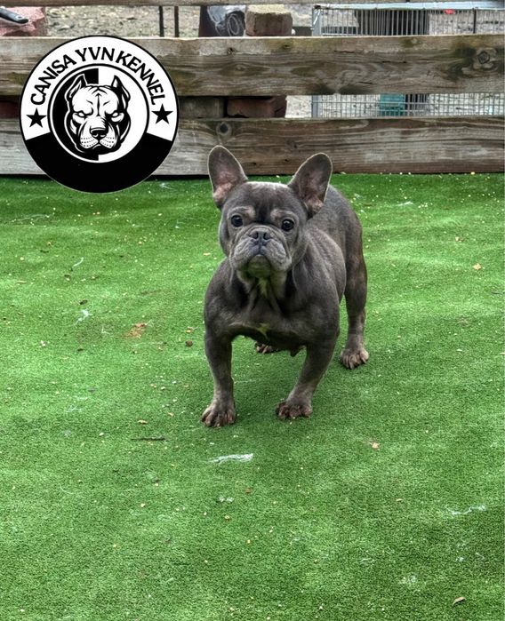 Femela buldog francez blue