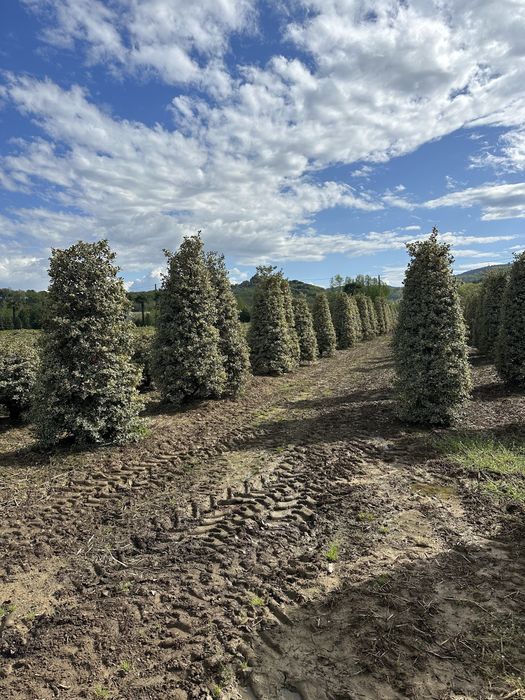 Tuia brazi maslini ilex pohtinia bosai spirale pom-pom cedru evonimius