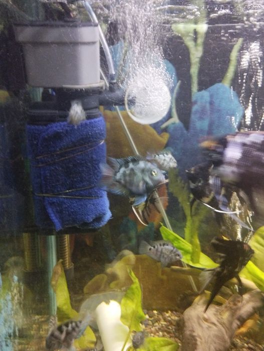 Продается сапфировый попугай Панда оптом.