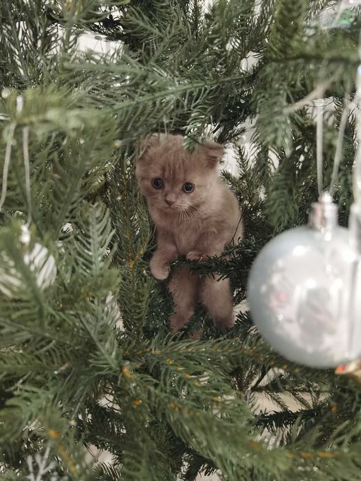 Продается котёнок