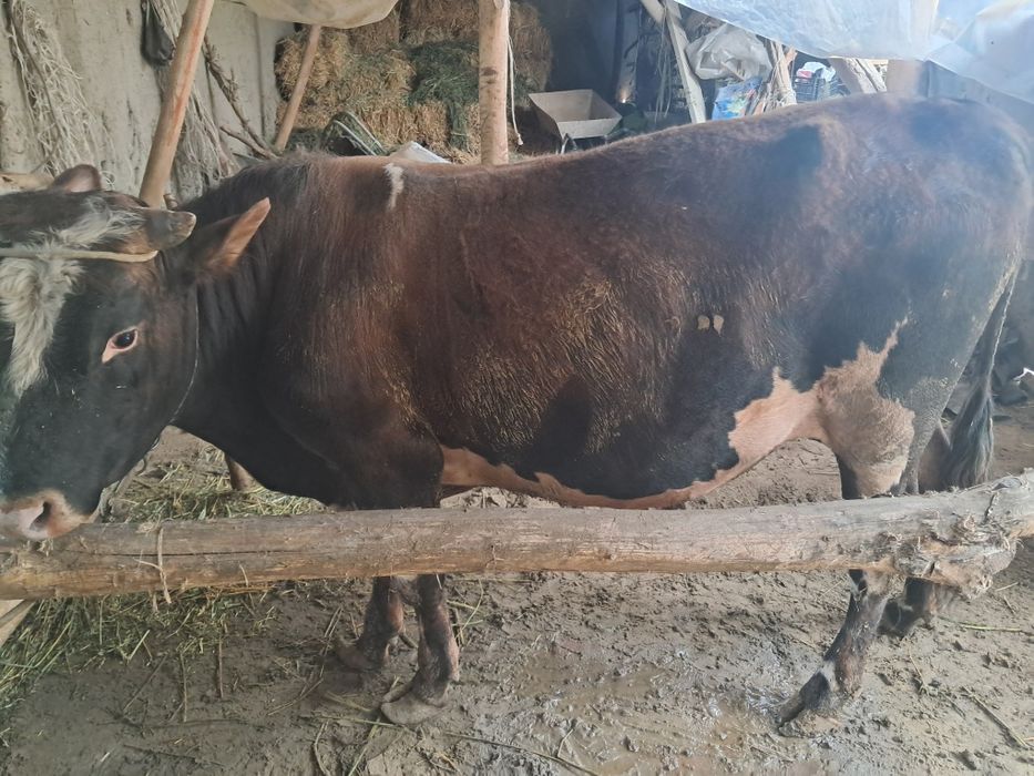 Buqa sotiladi manzil shofirkon