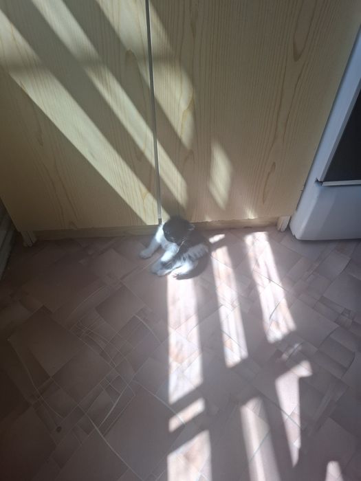 Котята в добрые заботоивые руки