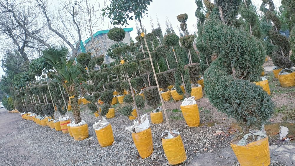 Dastavka xismati bor