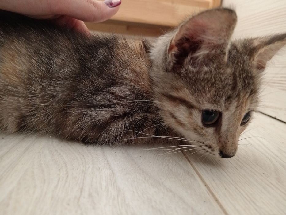 Отдаю котёнка в добрые руки