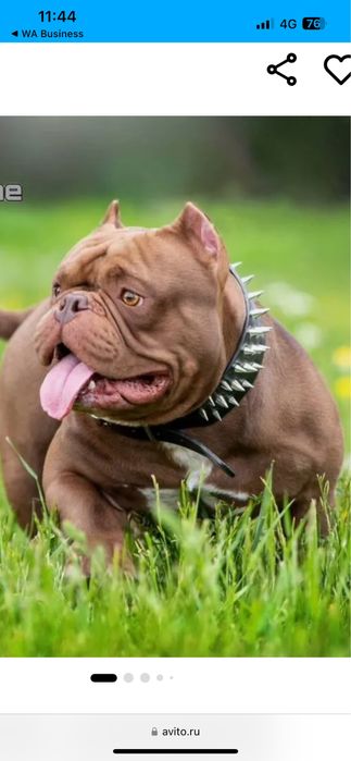 Американский булли