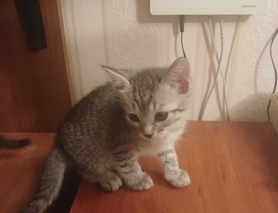 Домашние котята девочки