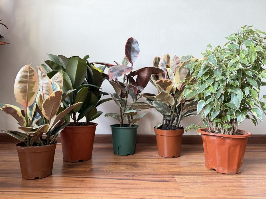 Фикусы в ассортименте