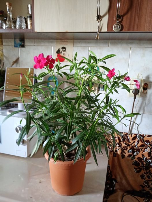 Plante în ghivece pt interior și exterior